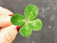 close-up photography of person holding green leaf plant